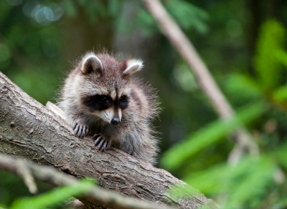 raccoon does raccoons tree control kalamazoo animal mi